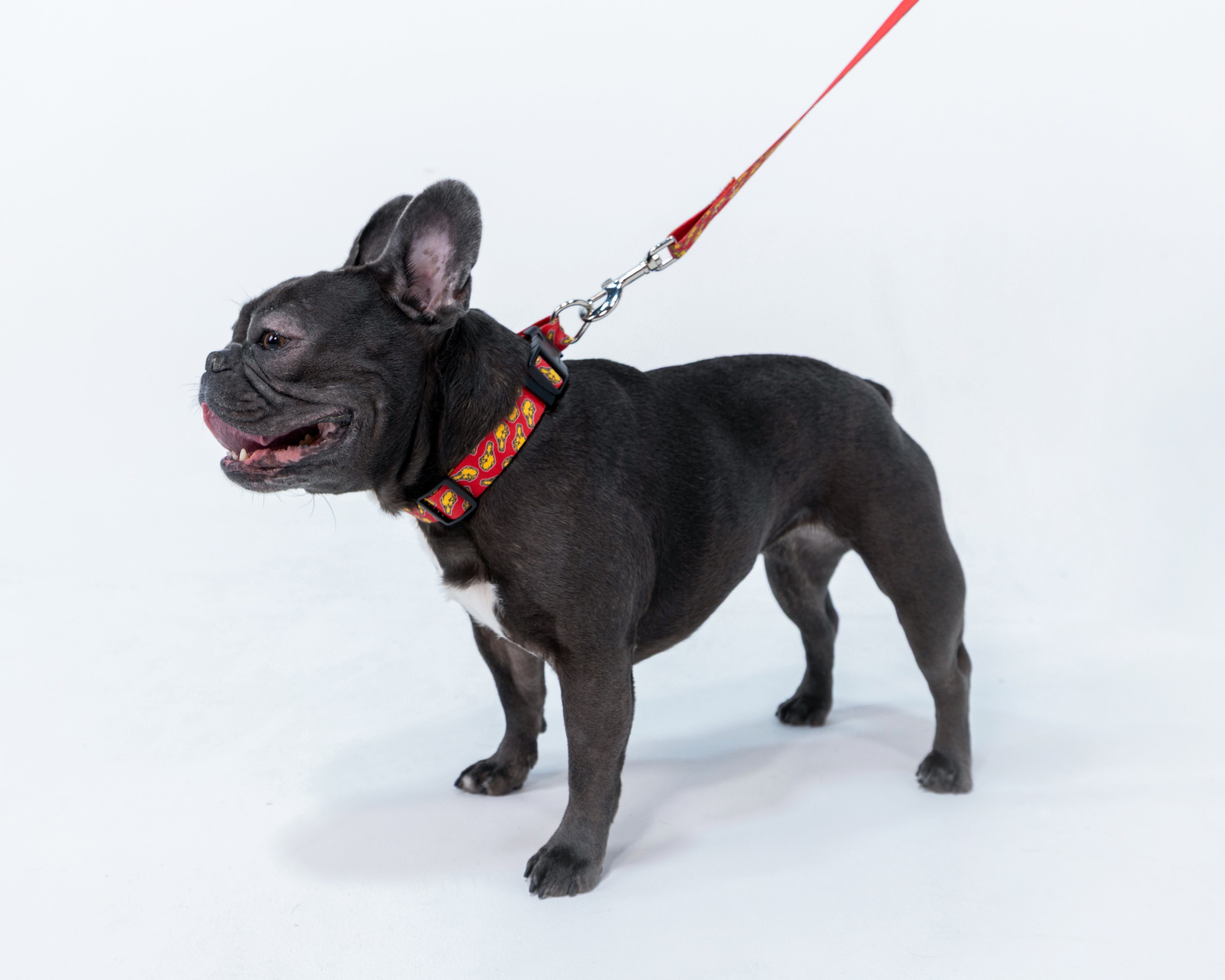 Dog on a leash with a colorful collar against a white background