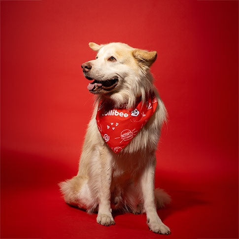 dog wearing the red dog bandana